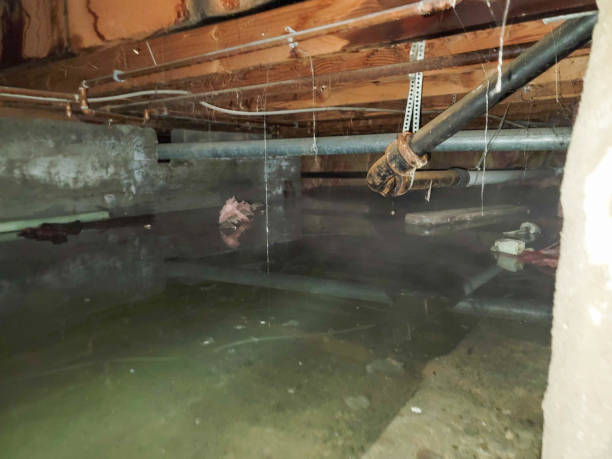 Best Water damage cleanup near me  in Haslet, TX