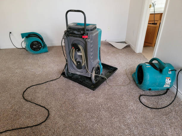 Best Mold removal after water damage  in Haslet, TX
